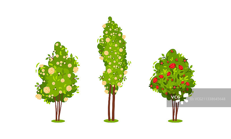 开着玫瑰花的灌木图片素材