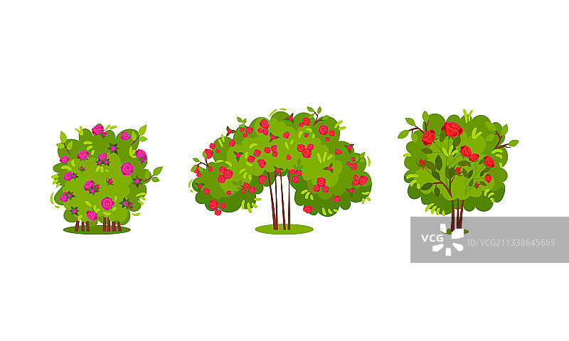 开着玫瑰花的灌木图片素材