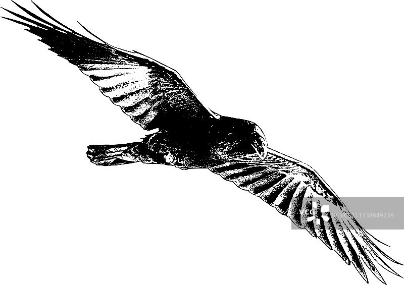 飞行中的乌鸦图片素材