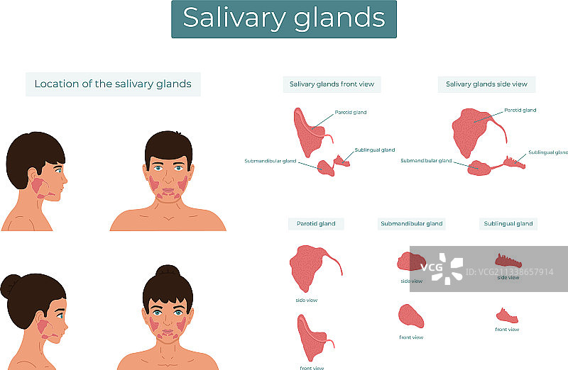腮腺、下颌下腺和舌下腺唾液图片素材
