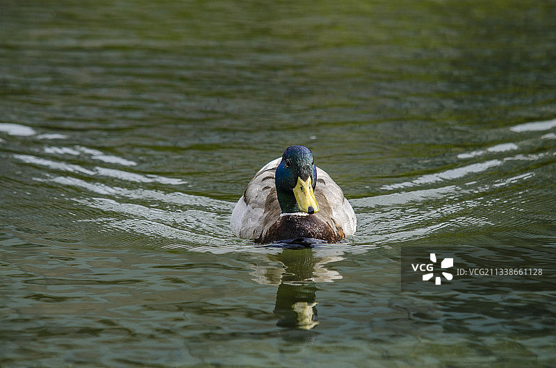 冰岛雷克雅未克托宁湖畔的绿头鸭特写图片素材