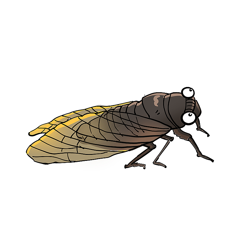 一只蝉图片素材