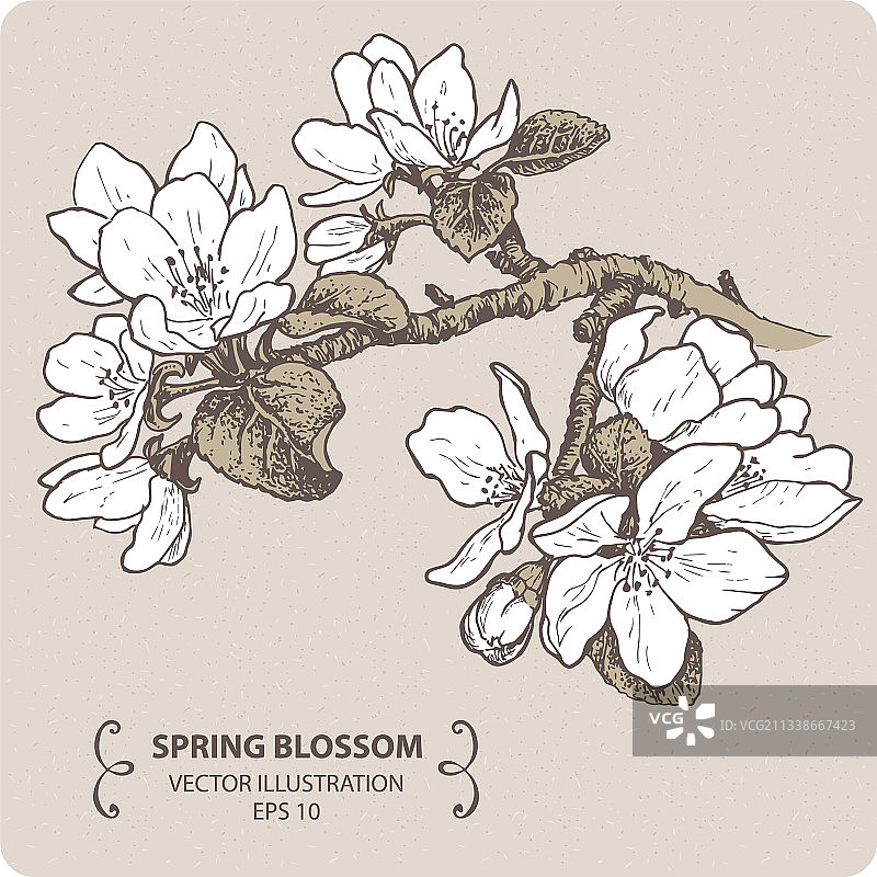 春季盛开的苹果花枝图片素材