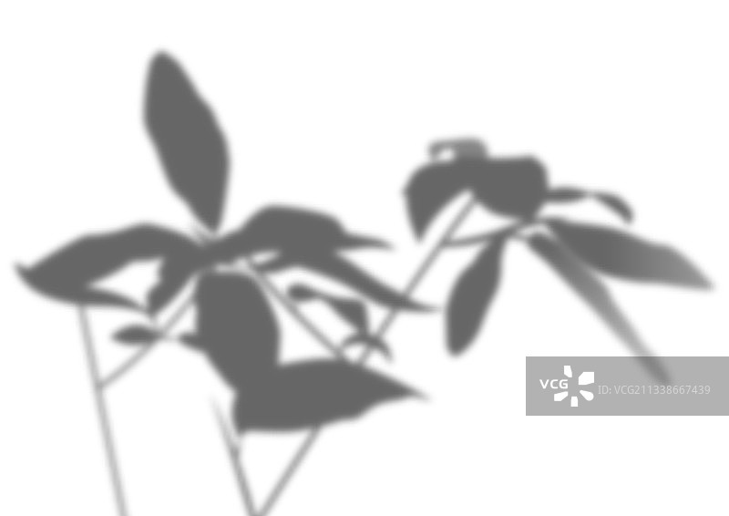 树枝形成的透明阴影叠加效果图片素材