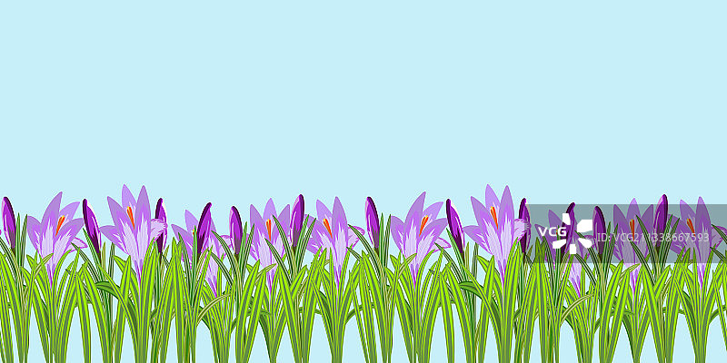 番红花无缝图案图片素材