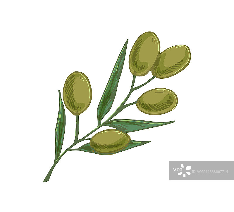 带有绿色果实和树叶的橄榄树枝图片素材