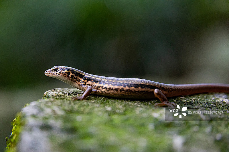 蜥蜴 Lizard图片素材