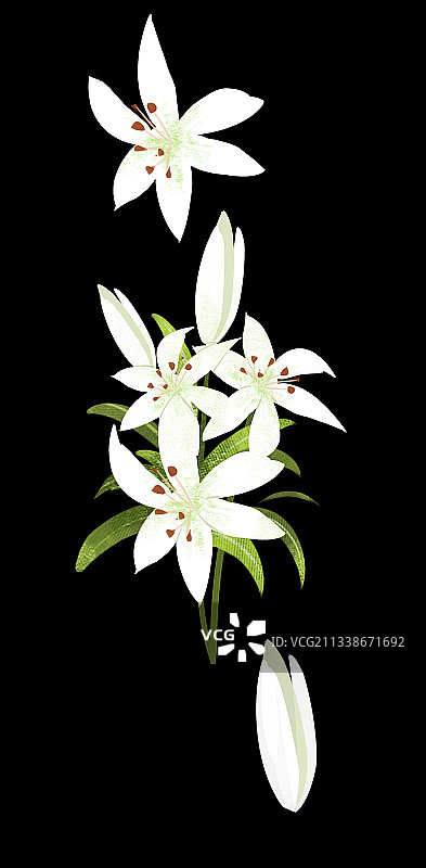 百合花花束插画元素图片素材