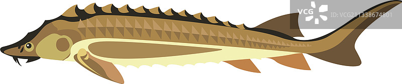 稀有鲟鱼淡水物种图片素材