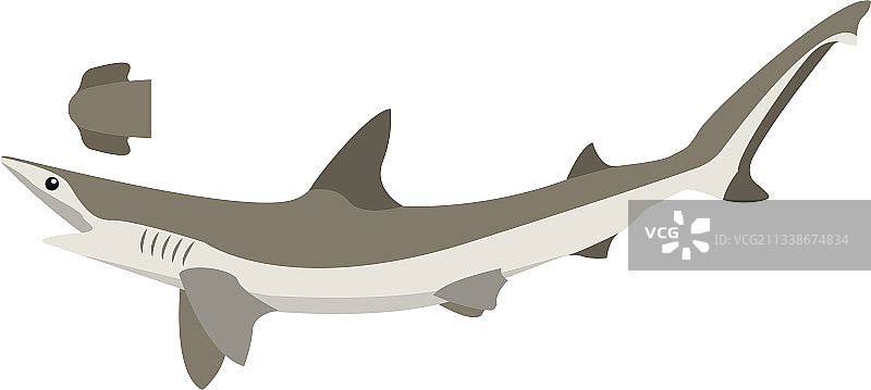 双髻鲨图片素材