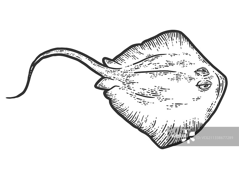 鱼射线素描图片素材