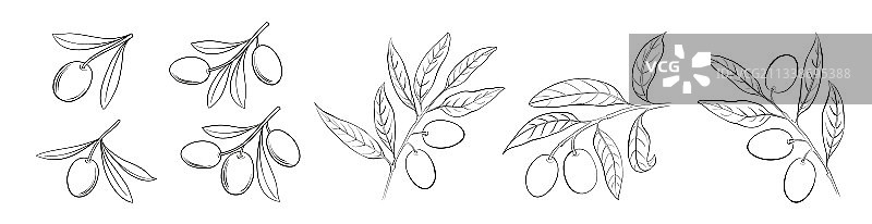 白色背景上的不同橄榄枝图片素材