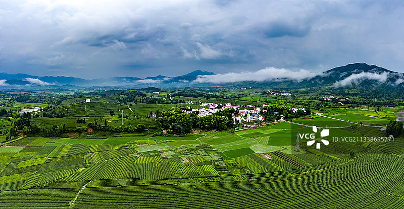 江西省浮梁县狮子园茶场图片素材
