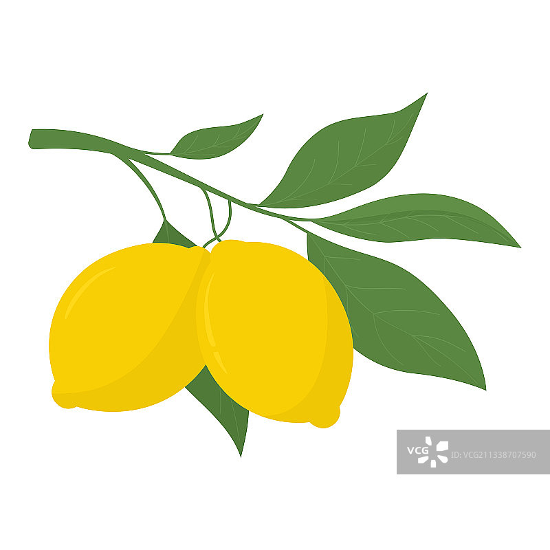 树枝上的两个黄色柠檬图片素材