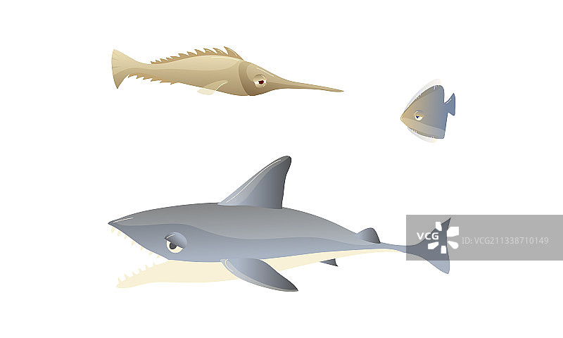海洋水下动物与鲨鱼图片素材