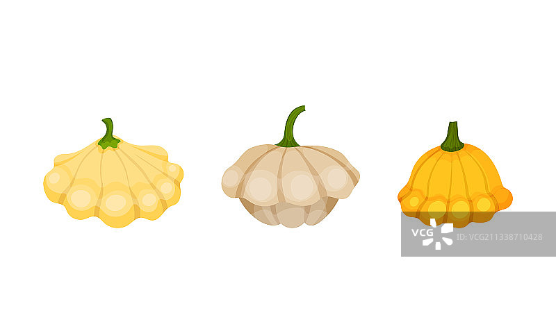 扇贝边的小南瓜或夏南瓜图片素材