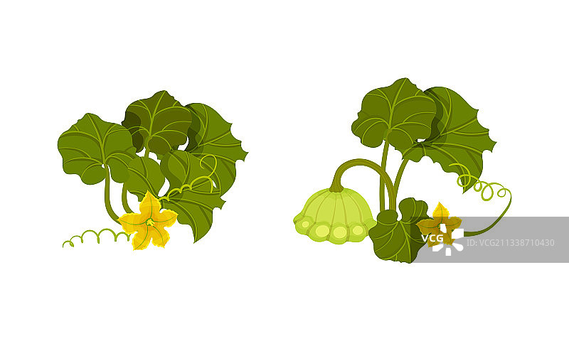 扇贝边的小南瓜或夏南瓜图片素材