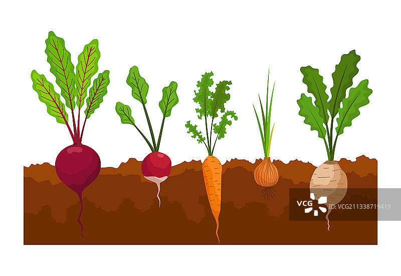 地里生长的蔬菜植物展示图片素材