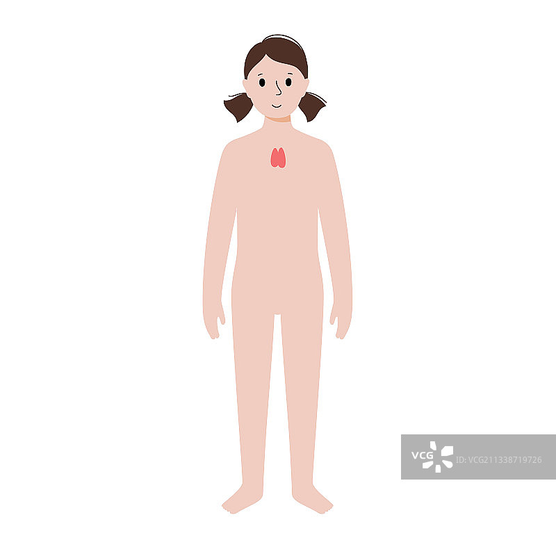 女性身体内部器官图片素材