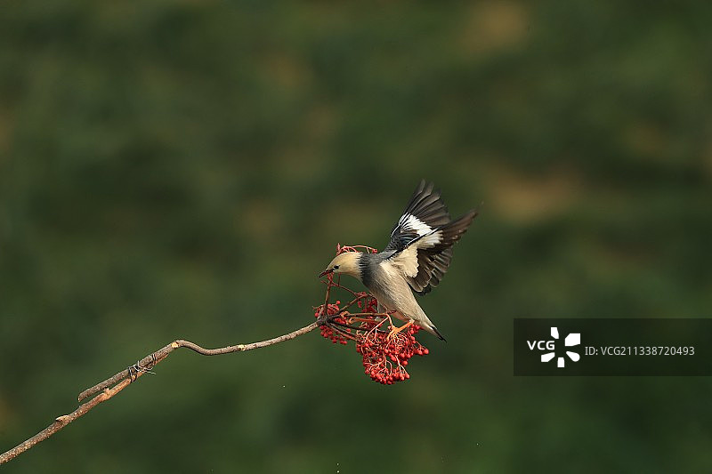 丝光椋鸟吃红豆图片素材