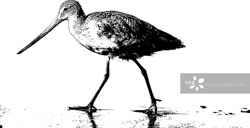 海滩上的鹬鸟图片素材