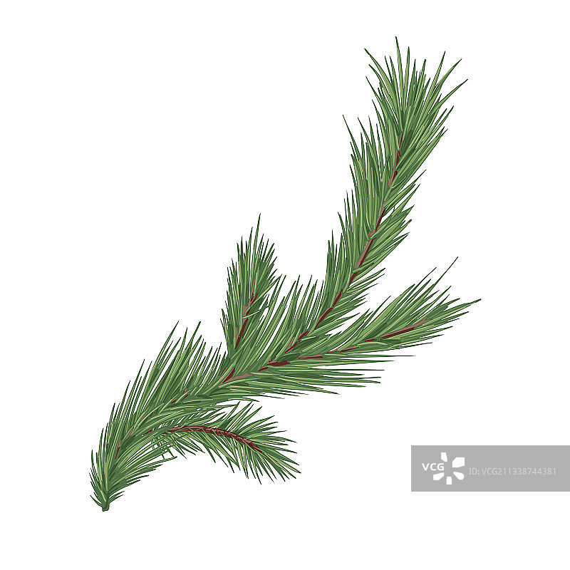 有常绿树叶的云杉或松树枝图片素材