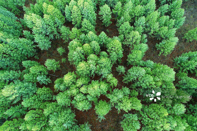航拍大兴安岭落叶松松林风景图片素材