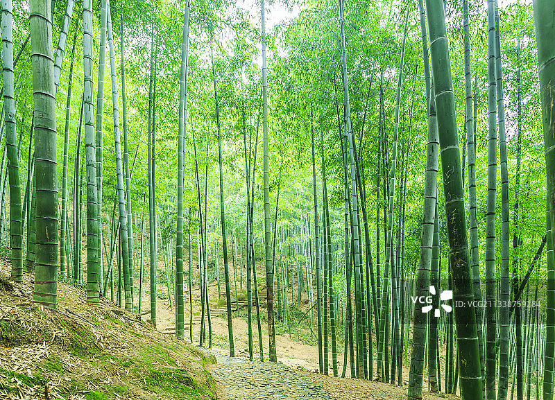 绿竹林翠竹子图片素材