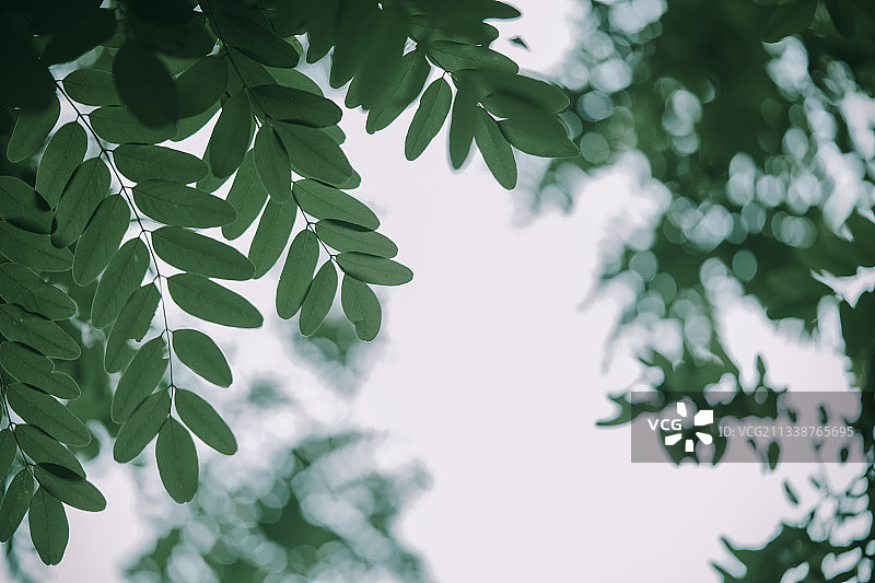 院子里的夏天-绿植图片素材