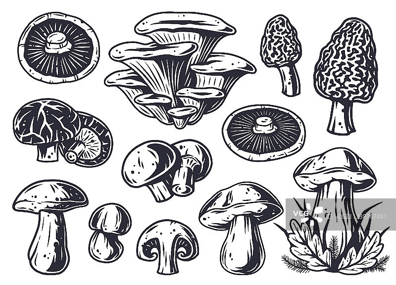 采蘑菇真菌或蘑菇合集图片素材