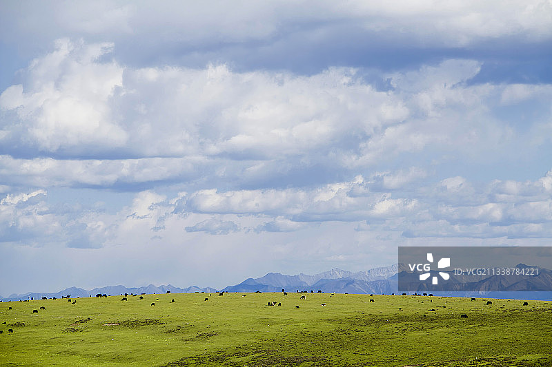 蓝天白云下的草原，一群牦牛在绿色的草原吃草图片素材