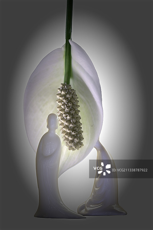 白鹤芋和二人转图片素材