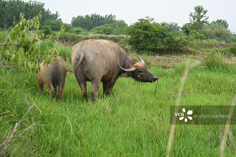 草地里的水牛图片素材