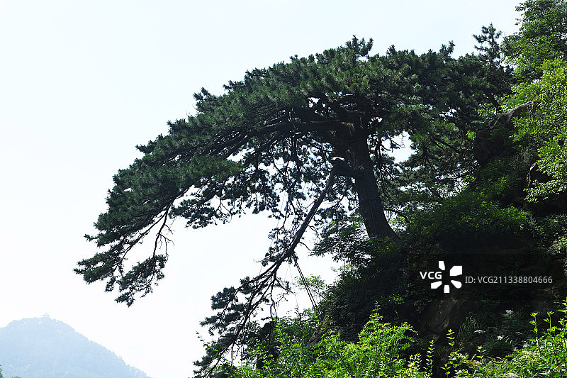 泰山迎客松图片素材