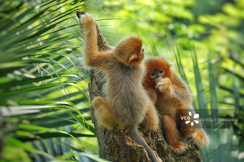 哥俩好图片素材