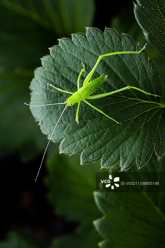 微距蚂蚱图片素材