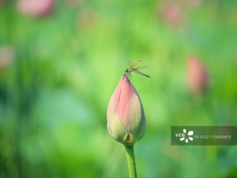 初夏的蜻蜓图片素材