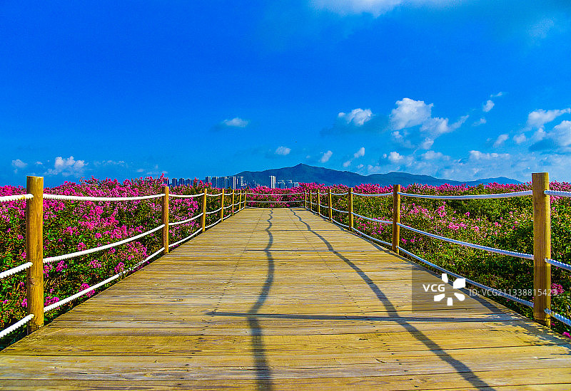 珠海市 金湾区 平沙镇 紫薇花党建基地 紫薇花图片素材
