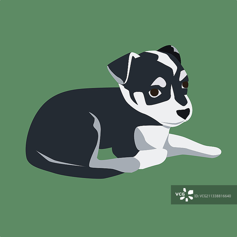 类似杰克罗素梗的小型黑白犬图片素材