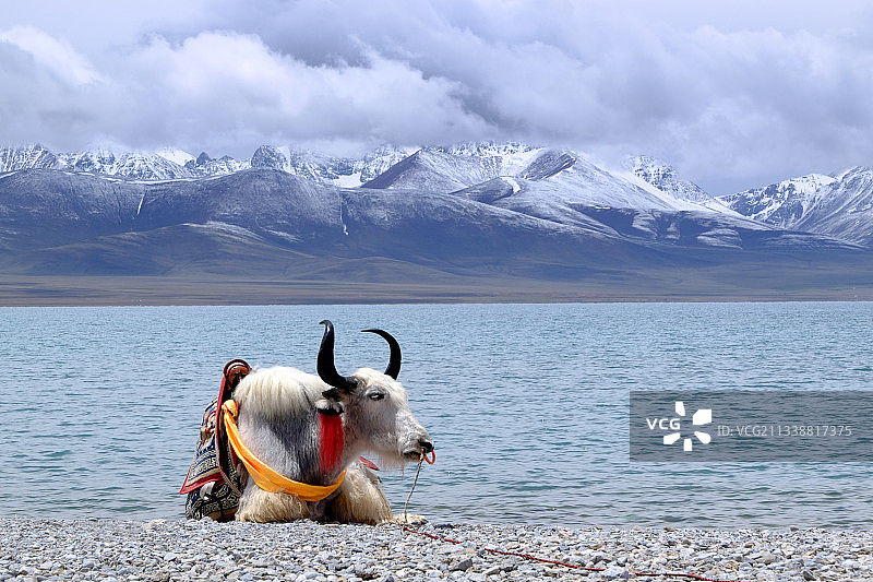 西藏纳木错湖畔卧地的牦牛图片素材