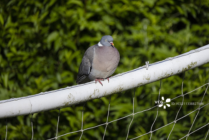 一只幼年普通林鸽图片素材