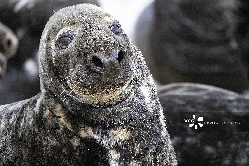 灰色海豹看着镜头图片素材