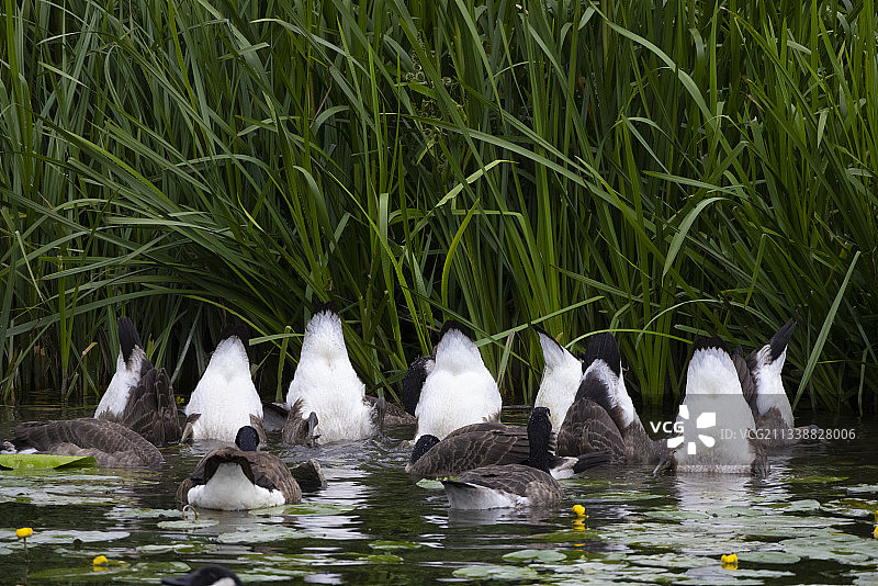 在河床上觅食的加拿大幼鹅，屁股朝上！图片素材