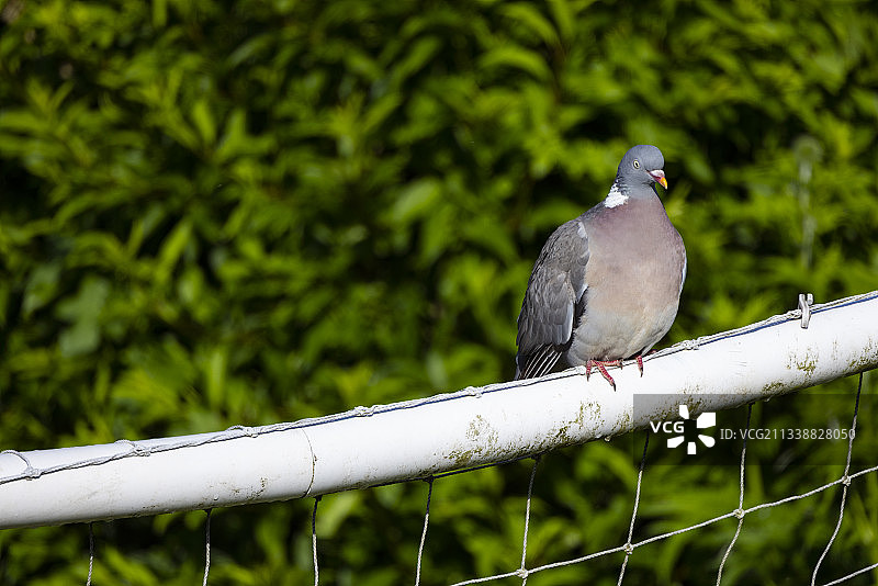 一只年轻的灰斑鸠栖息在球门柱上图片素材