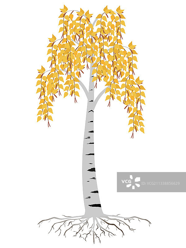 带树根的秋季桦树图片素材