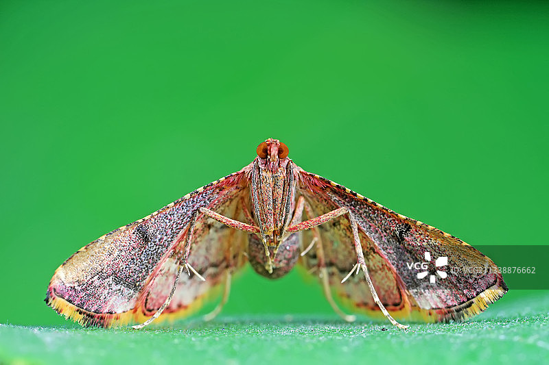 螟蛾科昆虫图片素材