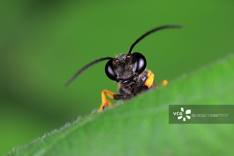 泥蜂图片素材