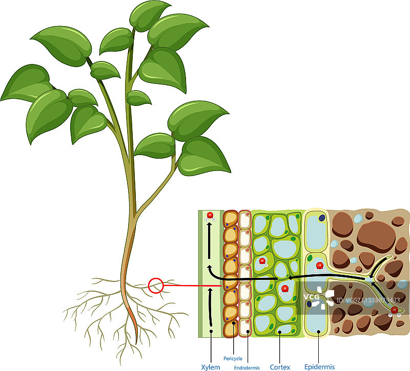 植物根细胞图图片素材