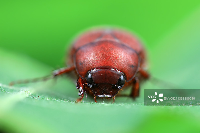 阔胫鳃金龟图片素材