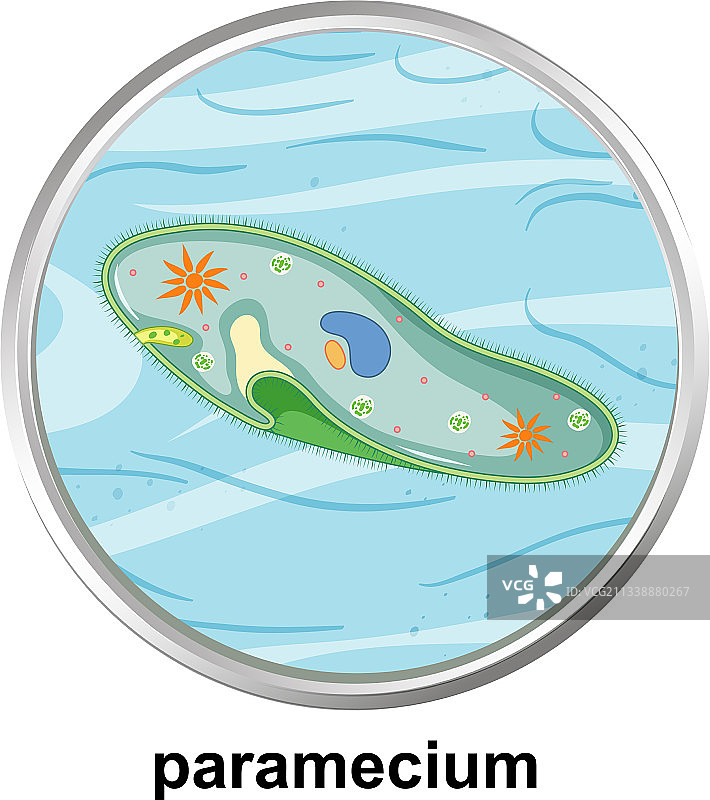 白色背景上的草履虫解剖结构图片素材
